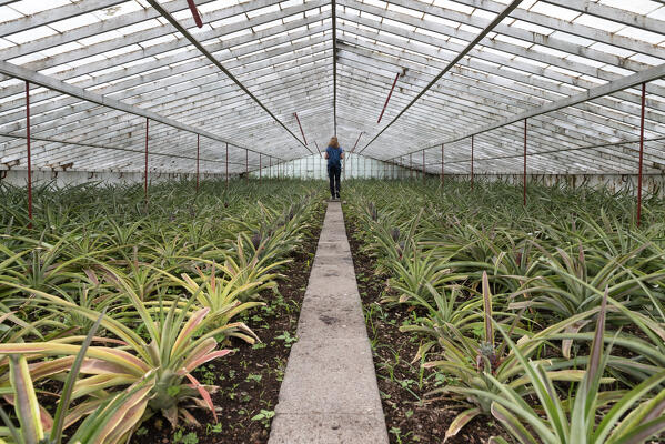 Girl in the greenhouse where they grow pineapples, San Miguel island, Azores islands, Portugal
