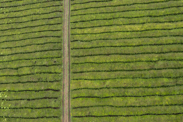 Tea cultivation, San Miguel island, Azores islands, Portugal