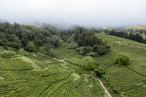 Tea cultivation, San Miguel island, Azores islands, Portugal