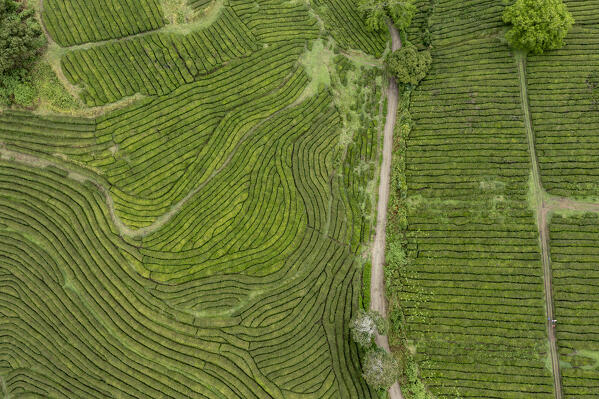 Tea cultivation, San Miguel island, Azores islands, Portugal