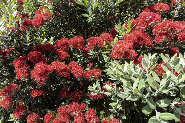 Red flowers, Terceria island, Azores islands, Portugal