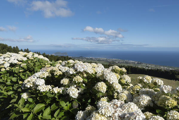 Hydrangeas in bloom, Terceria island, Azores islands, Portugal