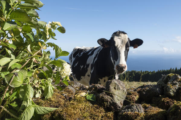 The cow, Terceria island, Azores islands, Portugal