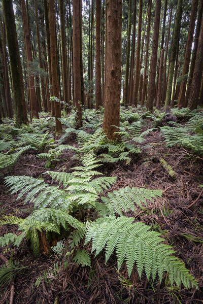 Ferns in the undergrowth, Terceria island, Azores islands, Portugal 