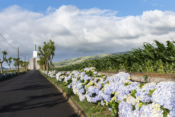 Hydrangeas in bloom at Miradouro Do Facho, Terceria island, Azores islands, Portugal