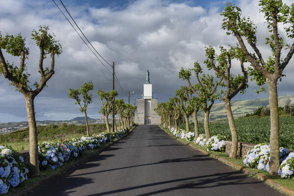 Hydrangeas in bloom at Miradouro Do Facho, Terceria island, Azores islands, Portugal
