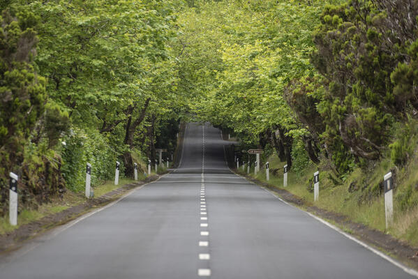 The road in the woods, Terceria island, Azores islands, Portugal 