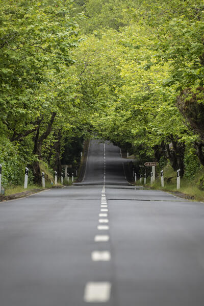 The road in the woods, Terceria island, Azores islands, Portugal
