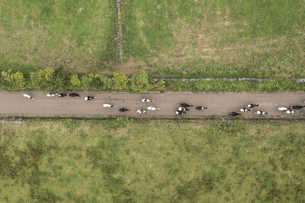 Aerial view of the transhumance, Terceria island, Azores islands, Portugal 