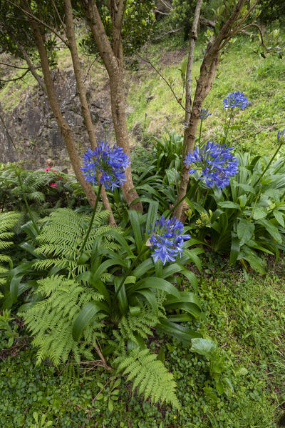 Flowers at Furna Do Enxofre Caldeira, La Graciosa island, Azores islands, Portugal 