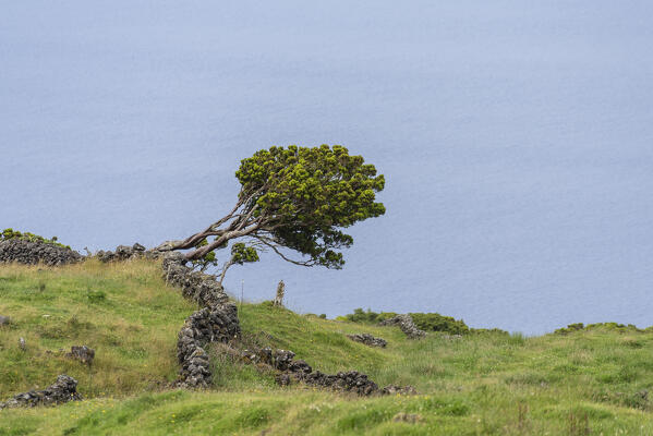 The leaning tree at Pico Island, Azores, Portugal, Europe