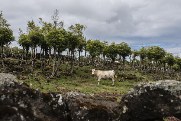 Cow grazing at Pico Island, Azores, Portugal, Europe