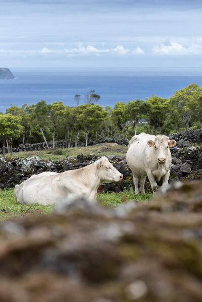 Cows grazing at Pico Island, Azores, Portugal, Europe