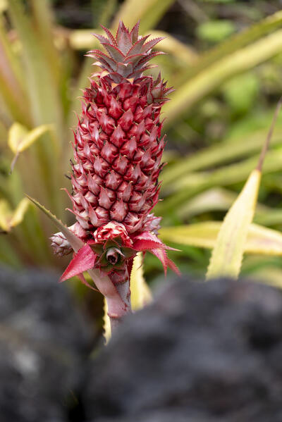 Pineapple plant at Pico Island, Azores, Portugal, Europe