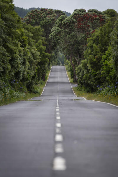 The road in the woodland, Pico Island, Azores, Portugal, Europe