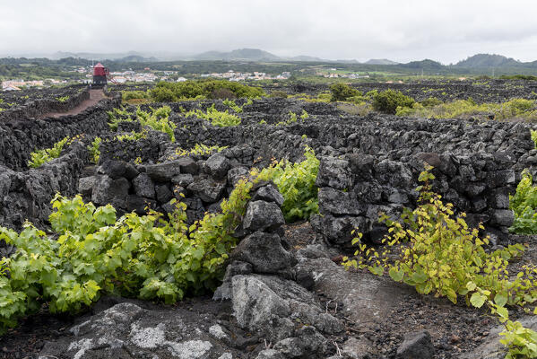 Vineyards at Pico Island, Azores, Portugal, Europe
