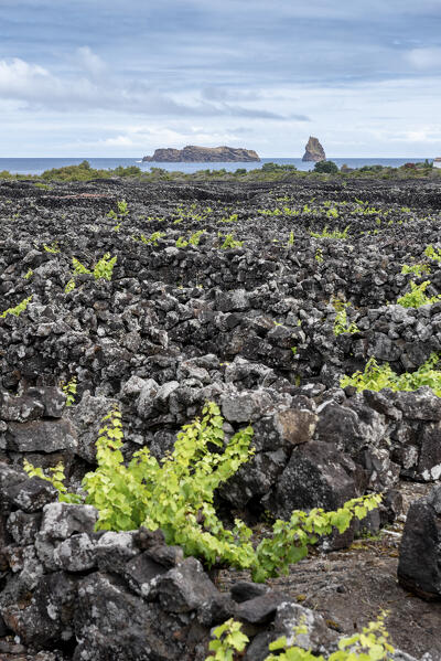 Vineyards at Pico Island, Azores, Portugal, Europe
