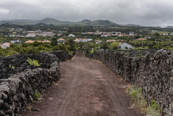 Vineyards at Pico Island, Azores, Portugal, Europe