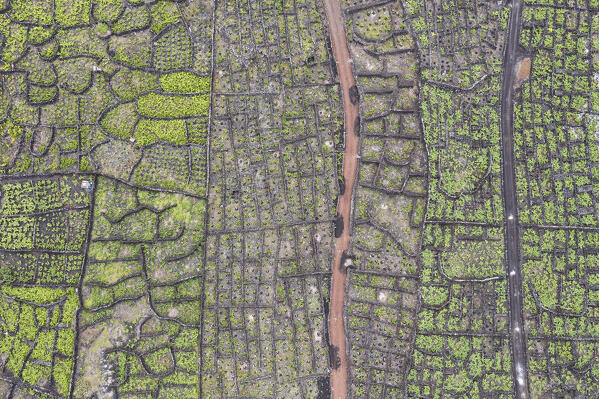 Aerial view of vineyards at Pico Island, Azores, Portugal, Europe