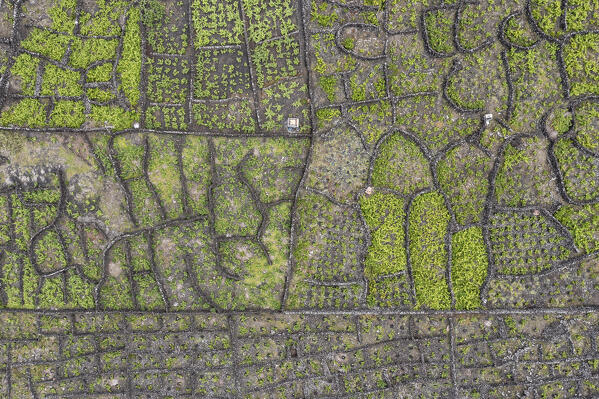 Aerial view of vineyards at Pico Island, Azores, Portugal, Europe