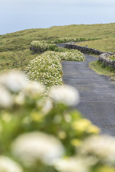 The road with hydrangeas at Pico Island, Azores, Portugal, Europe