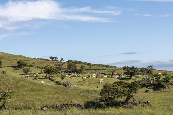 Cows grazing at Pico Island, Azores, Portugal, Europe