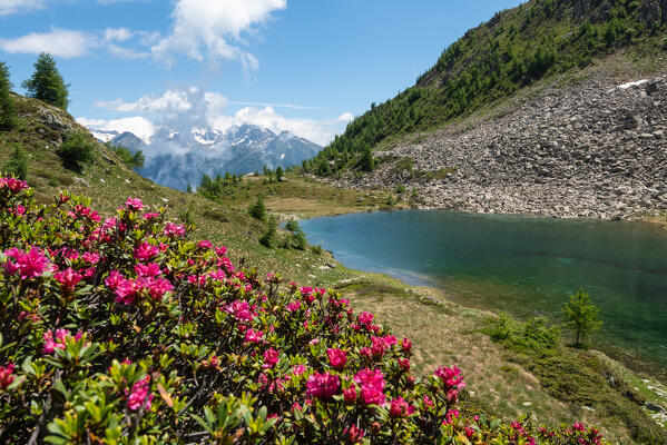 Rhododendrons in bloom at Lake Arcoglio, Valmalenco, Valtellina, Sondrio province, Lombardy, Italy, Europe