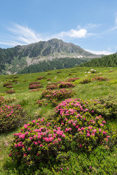 Rhododendrons in bloom in Valmalenco, Sondrio province, Valtellina, Lombardy, Italy, Europe