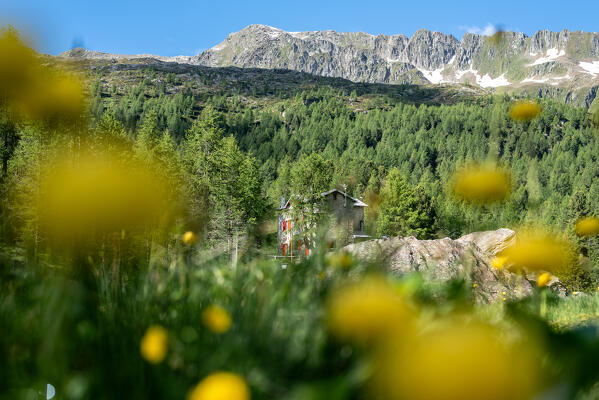 Marigolds in bloom at Bosio Hut, Valmalenco, Valtellina, Sondrio province, Lombardy, Italy, Europe