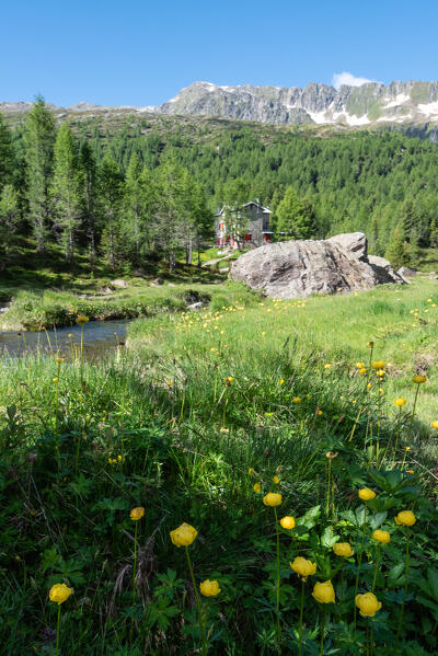Marigolds in bloom at Bosio Hut, Valmalenco, Valtellina, Sondrio province, Lombardy, Italy, Europe