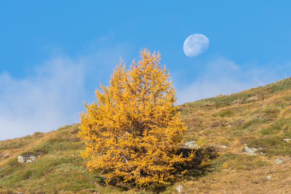 Larch in autumn season and moon, Engadine, Canton of Graubunden, Switzerland
