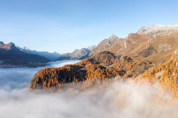 Aerial view of Grevasalvas woodland during autumn season, Engadine, Canton of Graubunden, Switzerland 