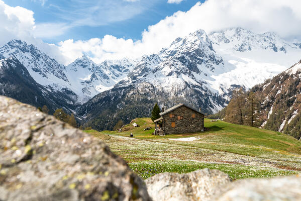 Crocus in bloom at Alpe dell'Oro, with Mount Disgrazia in the background, Valmalenco, Valtellina, Sondrio province, Lombardy, Italy, Europe