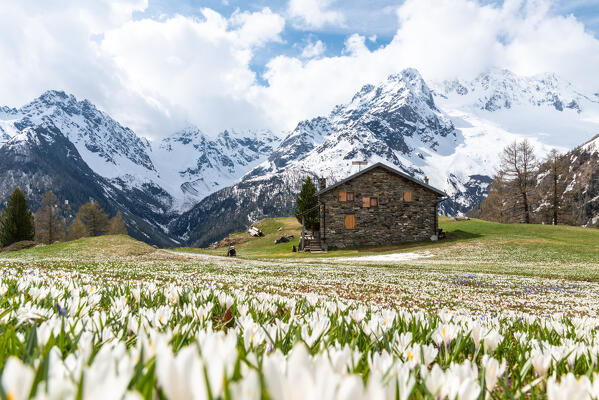 Crocus in bloom at Alpe dell'Oro, with Mount Disgrazia in the background, Valmalenco, Valtellina, Sondrio province, Lombardy, Italy, Europe