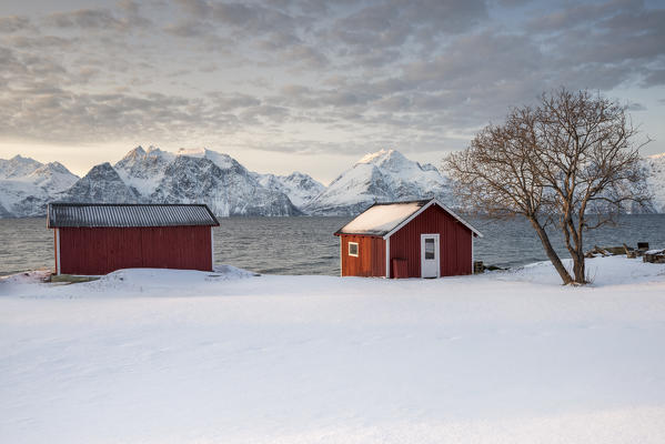 Typical Rorbu in the snowy landscape at sunset on the fjord, Djupvik, Lyngen Alps, Tromso, Norway, Europe