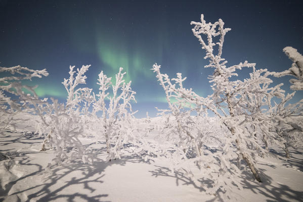 Trees covered with snow under the Aurora Borealis, Abisko, Kiruna Municipality, Norrbotten County, Lapland, Sweden