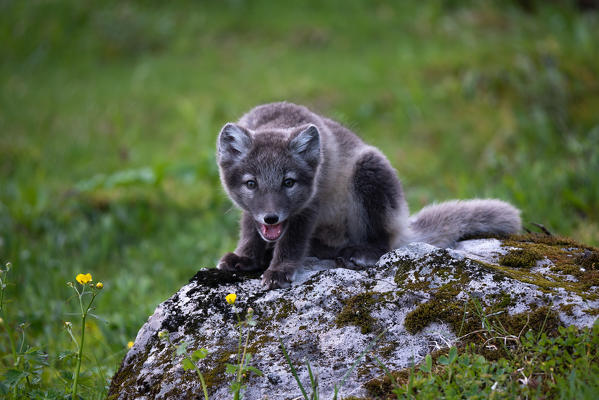 An arctic fox on the West Fjords. Hornstrandir, Iceland