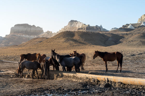 Horses at Kysylsai known as Valley of Castles at Caspian Depression desert,  Aktau, Mangystau region, Kazakhstan 
