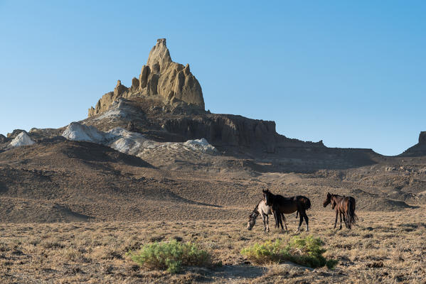 Horses at Kysylsai known as Valley of Castles at Caspian Depression desert,  Aktau, Mangystau region, Kazakhstan 