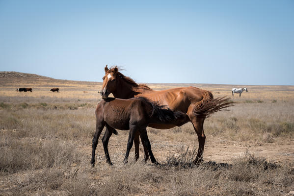 Horses at Caspian Depression desert,  Aktau, Mangystau region, Kazakhstan 