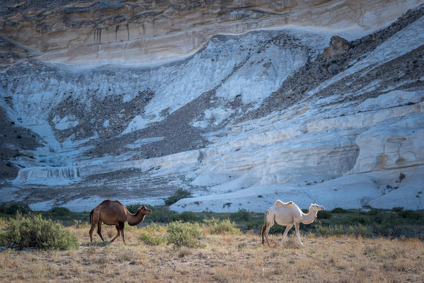 Camels at the Valley of Shakpak Say at Caspian Depression desert, Aktau, Mangystau region, Kazakhstan