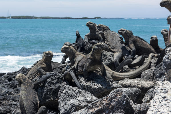 Island Isabela, Galapagos, Ecuador. Group of Marine iguanas
