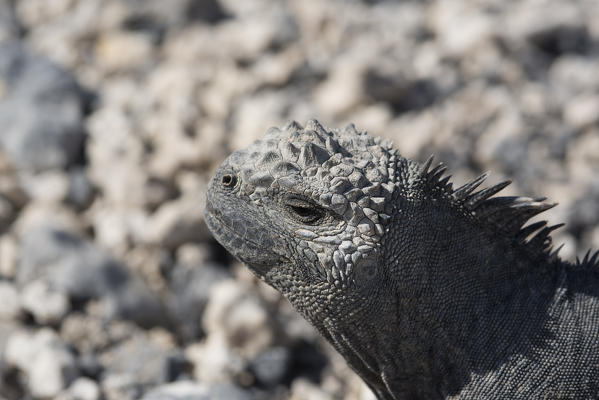 Island Isabela, Galapagos, Ecuador.Marine iguana portrait
