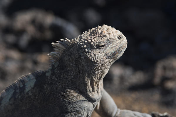Island Isabela, Galapagos, Ecuador.Marine iguana portrait
