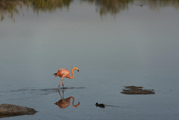 Island Isabela, Galapagos, Ecuador. American flamingo on lake with duck

