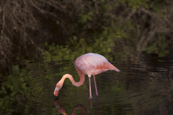 Island Isabela, Galapagos, Ecuador. American flamingo on lake
