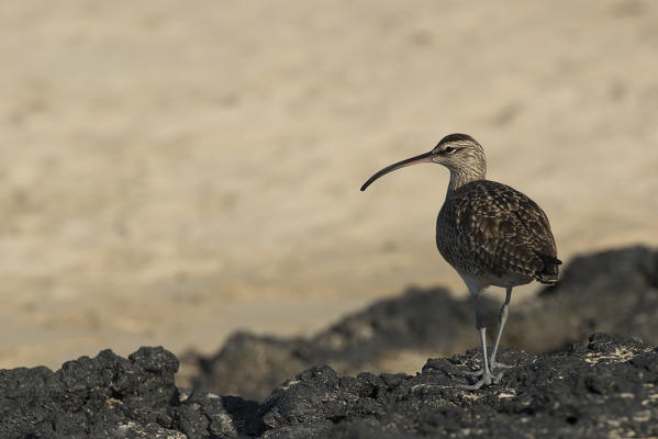 Island Isabela, Galapagos, Ecuador. Whimbrel on the beach
