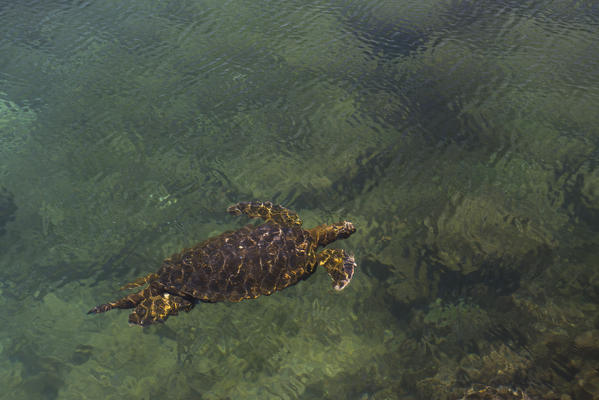 Island Isabela, Galapagos, Ecuador. Green sea turtle
