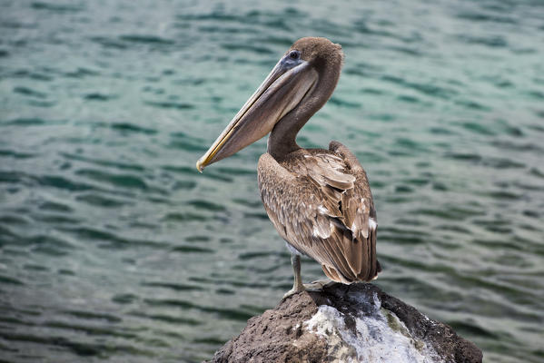 Island Isabela, Galapagos, Ecuador. Pelican on the rock
