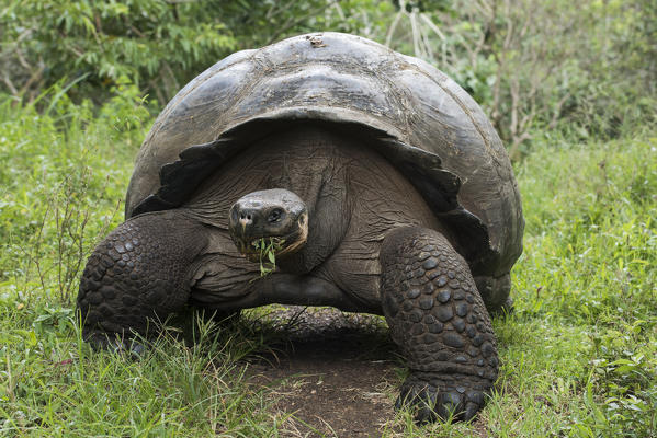 Island Santa Cruz, Galapagos, Ecuador. Galapagos' tortoise
